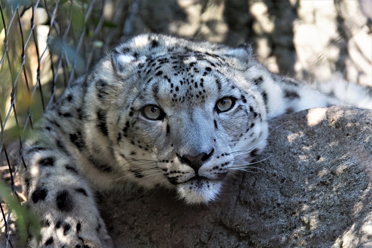 10 Simple Crafts for Celebrating World Wildlife Day